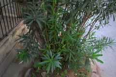 Nerium oleander