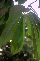 Couroupita guianensis