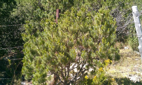border pinyon