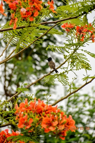Red-vented Bulbul