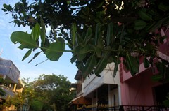 Calophyllum inophyllum