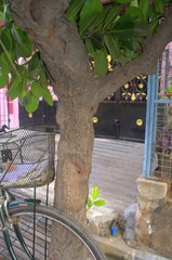 Calophyllum inophyllum