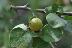 Prunus subcordata