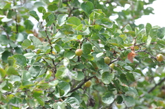 Prunus subcordata