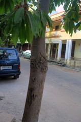 Couroupita guianensis