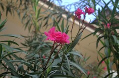 Nerium oleander