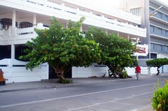 Coccoloba uvifera