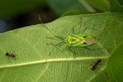 Urolabida