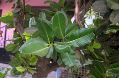 Calophyllum inophyllum