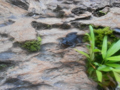 Limnonectes conspicillatus