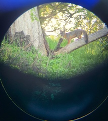 Urocyon cinereoargenteus californicus