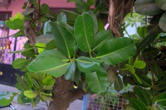 Calophyllum inophyllum