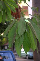 Couroupita guianensis