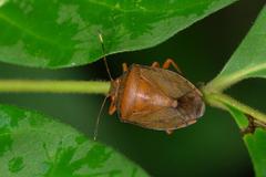 Paterculus affinis
