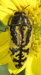 Acmaeodera amplicollis
