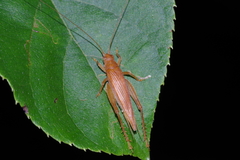 Aphonoides rufescens