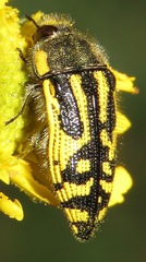 Acmaeodera amplicollis