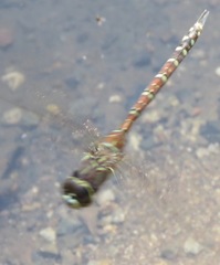Aeshna palmata