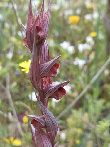 Image of Serapias orientalis by no rights reserved