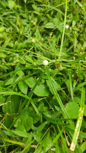Cyperus aromaticus iNat (2)