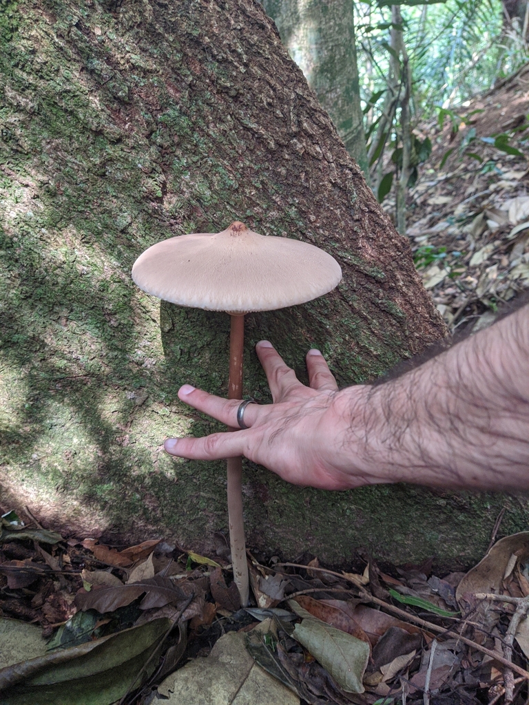 Macrolepiota capelariae · April 2025 · photo: © martin_vallejos (iNaturalist, cc-by)