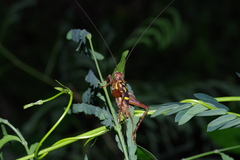 Cardiodactylus guttulus