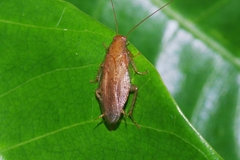 Megamareta pallidiola