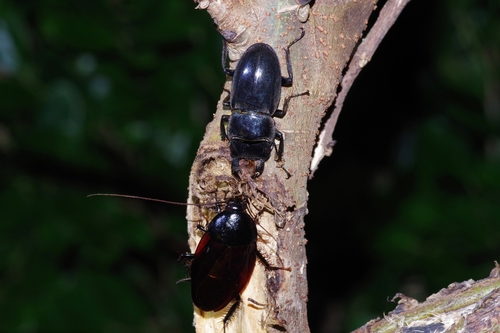 Urushi Cockroach photo 5