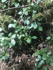 Linnaea borealis longiflora