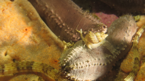Nassarius capensis observed 2025-04-26