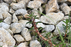 Ammannia crassicaulis