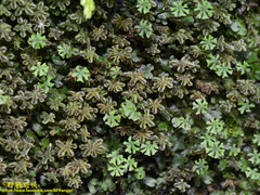 Marchantia emarginata