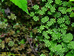 Marchantia emarginata
