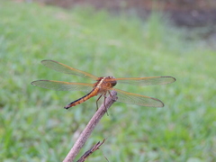 Libellula auripennis