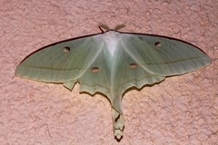 Actias selene