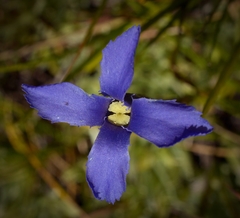 Gentianopsis simplex