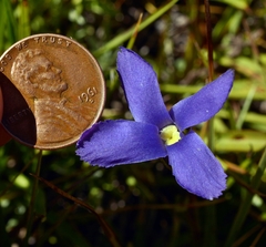 Gentianopsis simplex