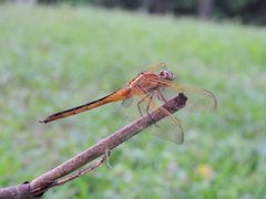 Libellula auripennis