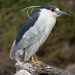 Black-crowned Night Heron - Photo no rights reserved, uploaded by Kyle Nessen