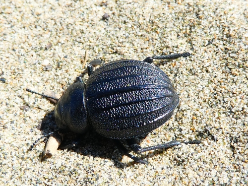 Pimelia bipunctata