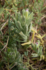 Chloropyron maritimum palustre