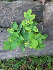 Chelidonium majus