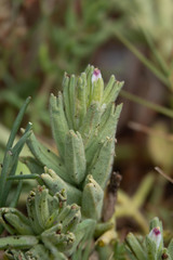 Chloropyron maritimum palustre