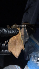 Lasiurus frantzii