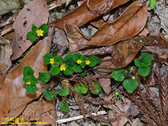 Lysimachia japonica