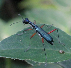 Neocollyris