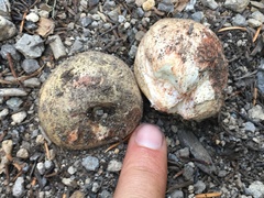 Rhizopogonaceae