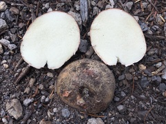 Rhizopogonaceae