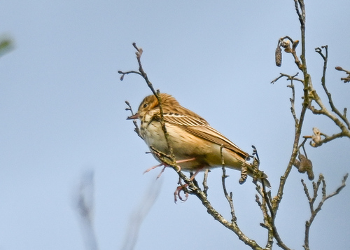 Tree Pipit (Anthus trivialis), photo 5