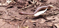 Homalopsis buccata